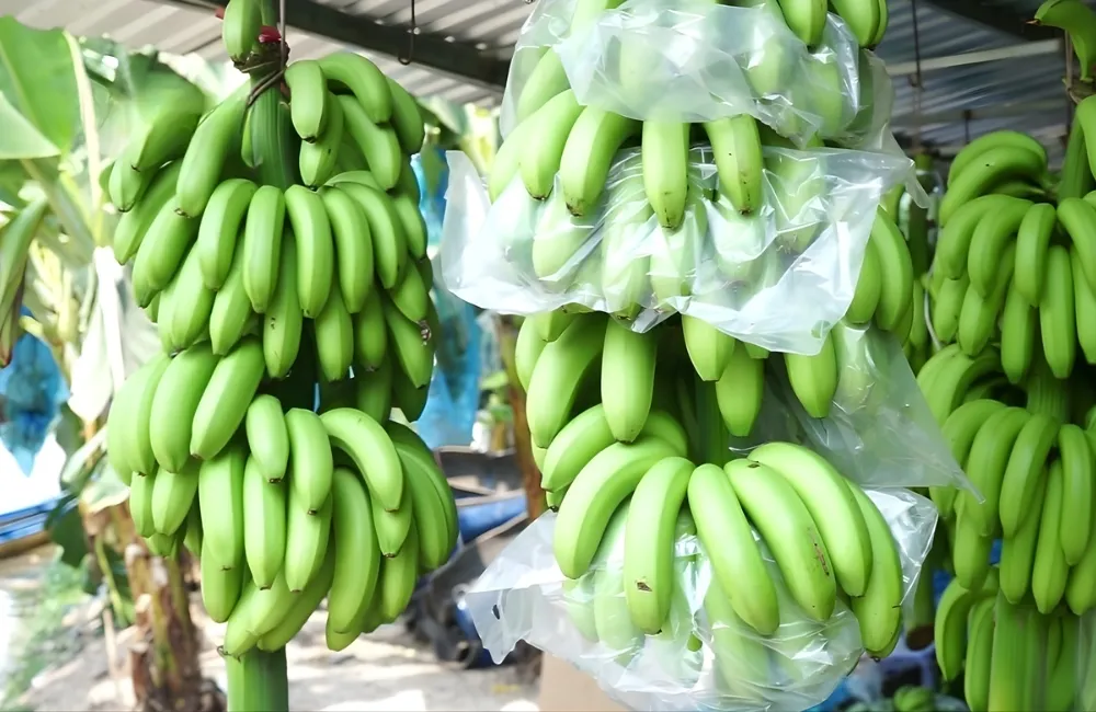 Phân Loại Chuối Già Nam Mỹ Cấy Mô Theo Nguồn Giống