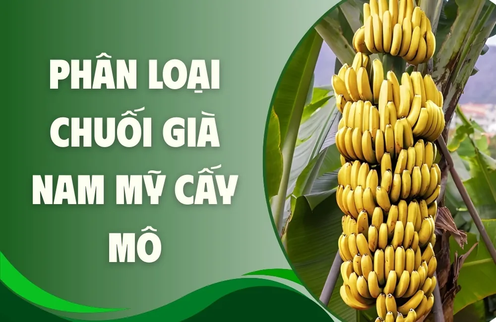 Chuối Già Nam Mỹ Cấy Mô Là Gì?