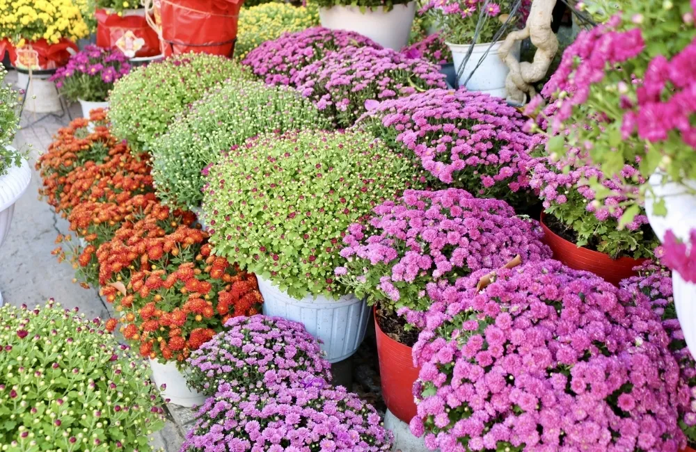 Phân Loại Cúc Mâm Xôi Hàn Quốc Theo Dáng Cây
