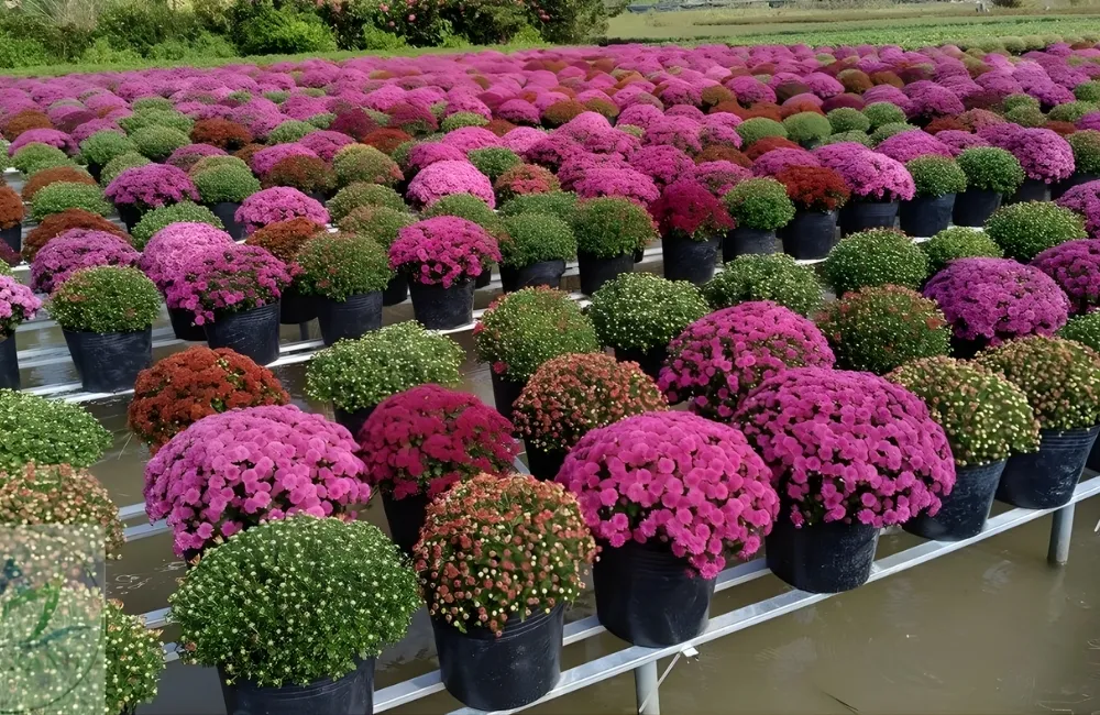 Cách Nhận Biết Cúc Mâm Xôi Hàn Quốc Chuẩn Giống