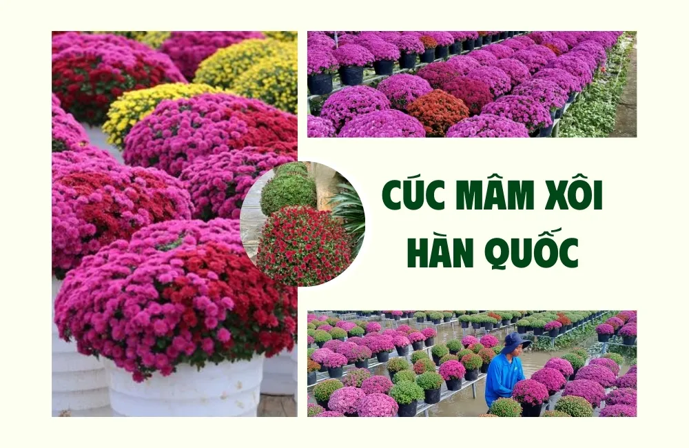 Cúc Mâm Xôi Hàn Quốc Là Gì? Đặc Điểm Nổi Bật