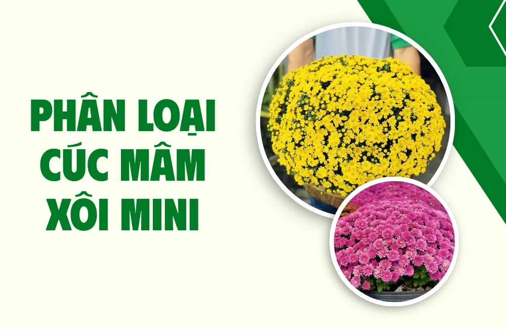 Tổng quan về cúc mâm xôi mini