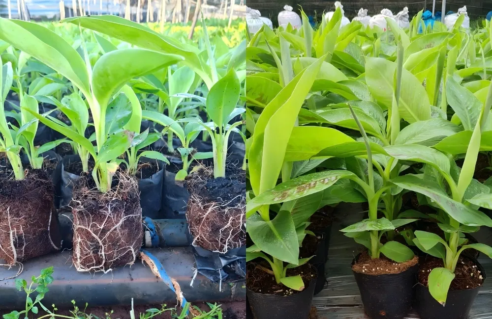 Cách nhận biết Monstera Burle Marx Flame cấy mô chuẩn giống
