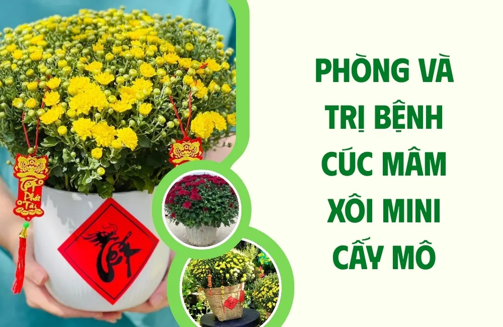 Các bệnh thường gặp trên cúc mâm xôi mini cấy mô và dấu hiệu nhận biết