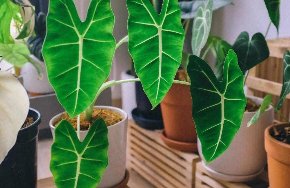 Cách trị bệnh trên Alocasia Frydek cấy mô hiệu quả