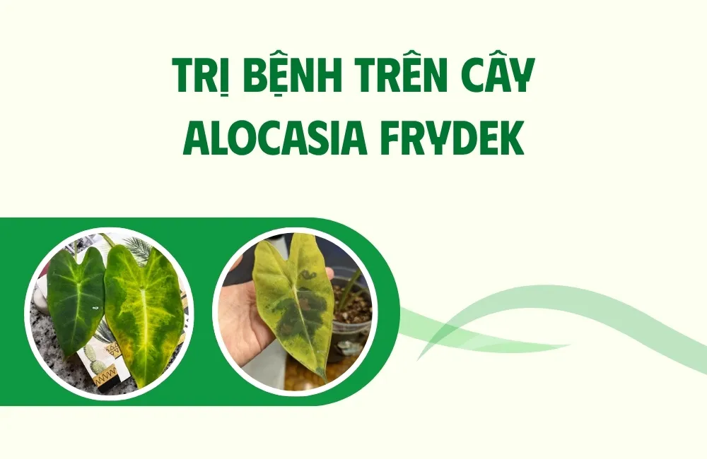 Các bệnh thường gặp trên Alocasia Frydek cấy mô