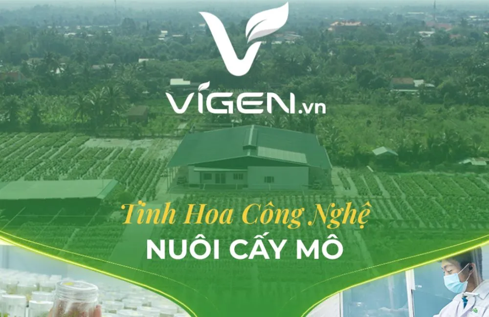 Rủi ro khi gia công cây giống cấy mô