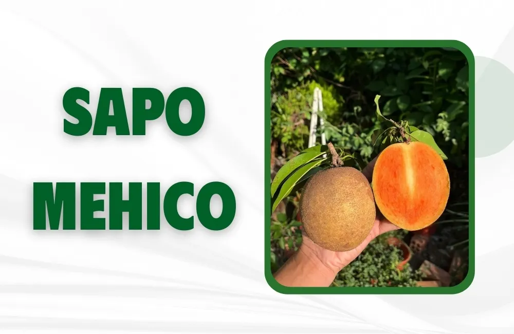 Tổng Quan Về Giống Sapo Mehico