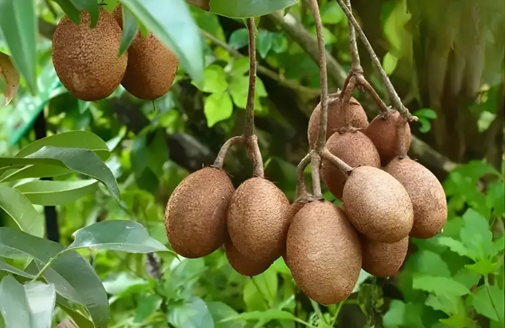 Đặc Điểm Trái Sapo Mehico