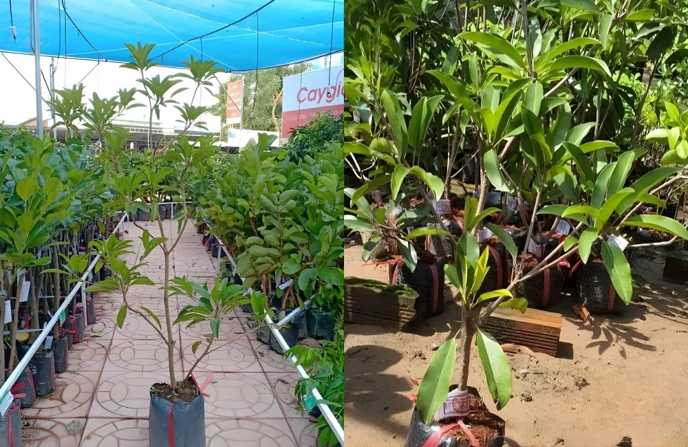 Cách Chọn Cây Giống Sapo Mehico Chuẩn