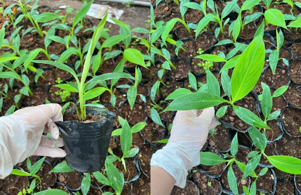 Chuối bàn tay phật cấy mô cải tiến