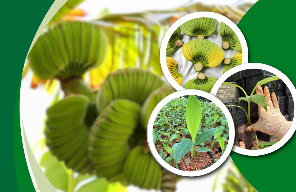 Tổng quan về chuối bàn tay phật cấy mô
