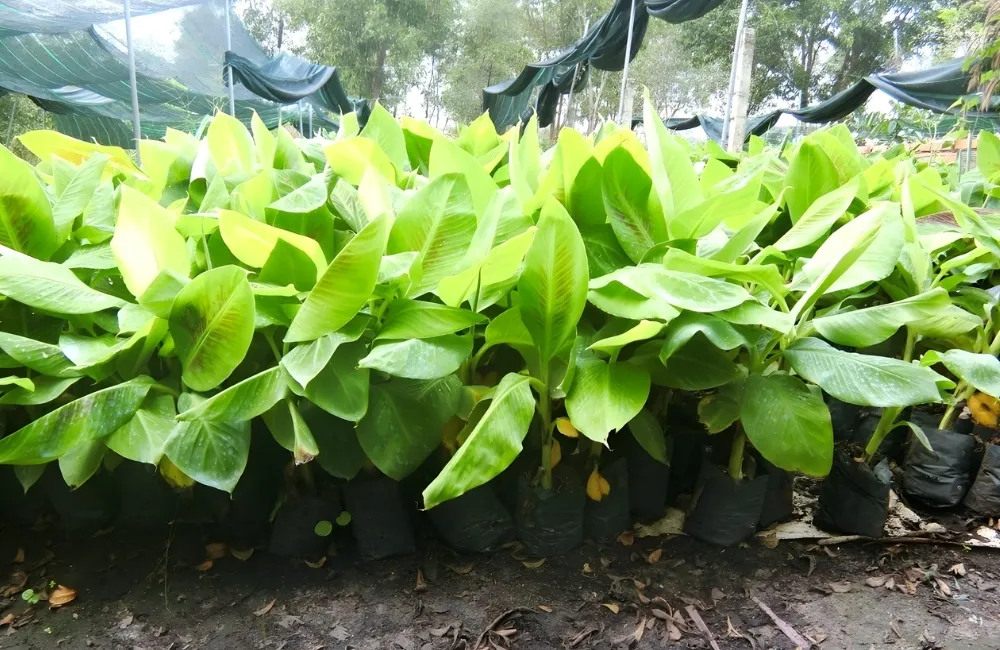 So Sánh Chuối Già Nam Mỹ Cấy Mô Với Một Số Giống Chuối Phổ Biến