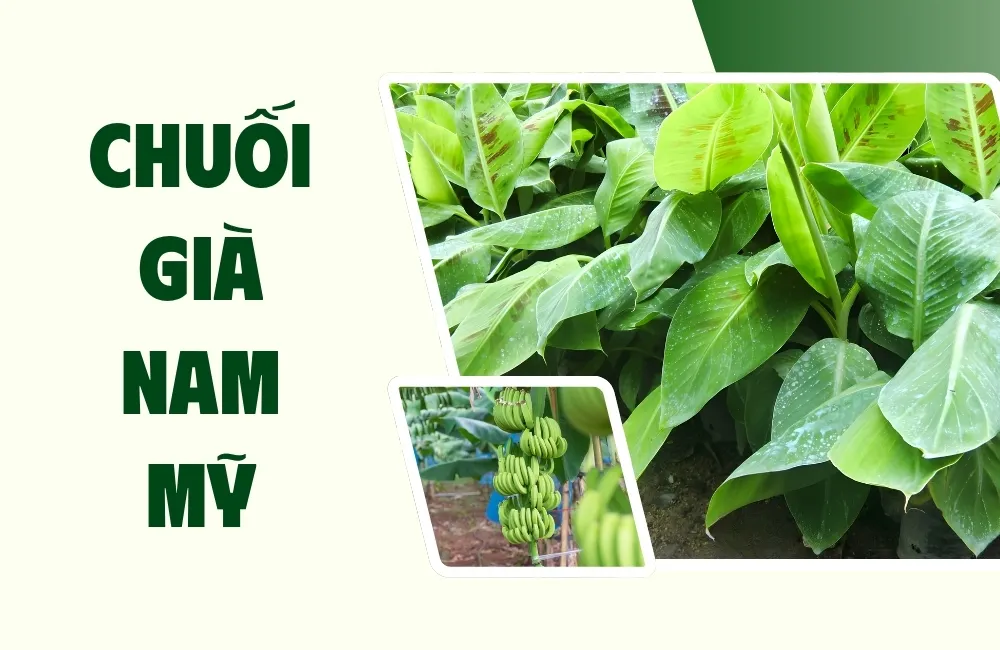 Tổng Quan Về Giống Chuối Già Nam Mỹ Cấy Mô
