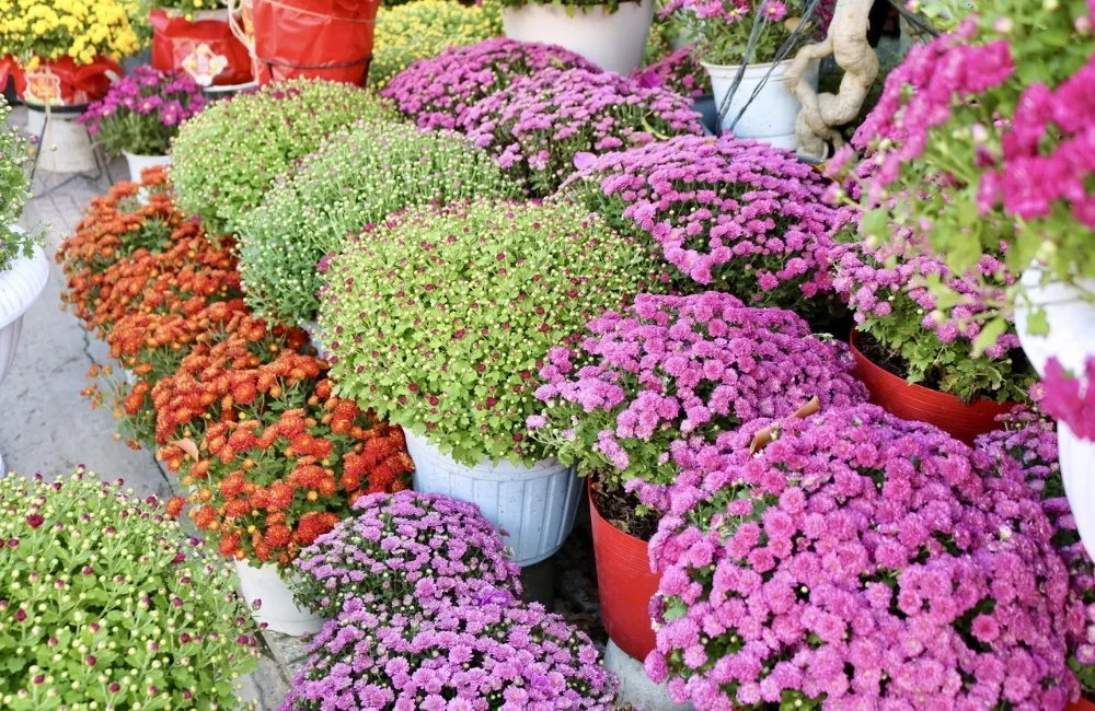 Ưu Điểm Của Cúc Mâm Xôi Hàn Quốc Cấy Mô
