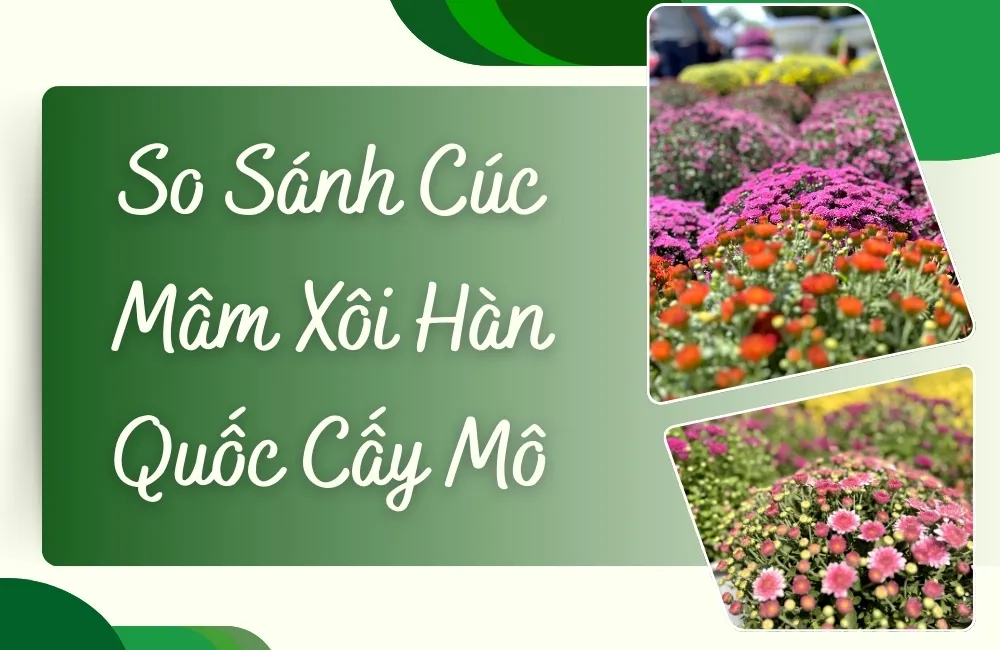 Cúc Mâm Xôi Hàn Quốc Cấy Mô Là Gì?