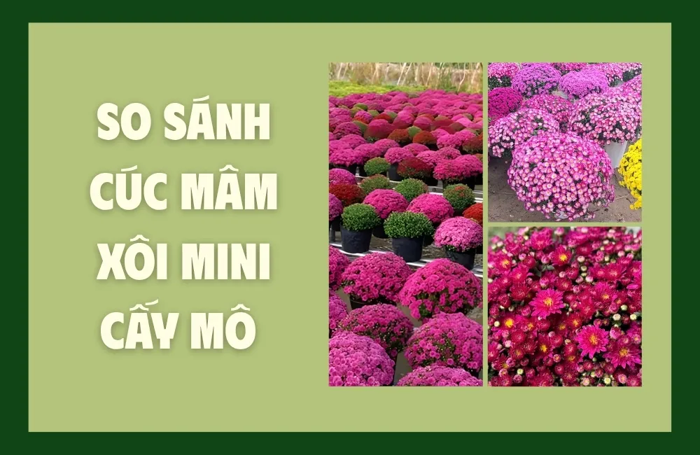 Tổng quan về cúc mâm xôi mini cấy mô