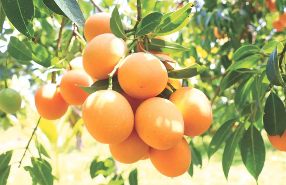Hiệu quả kinh tế thanh trà ngọt 