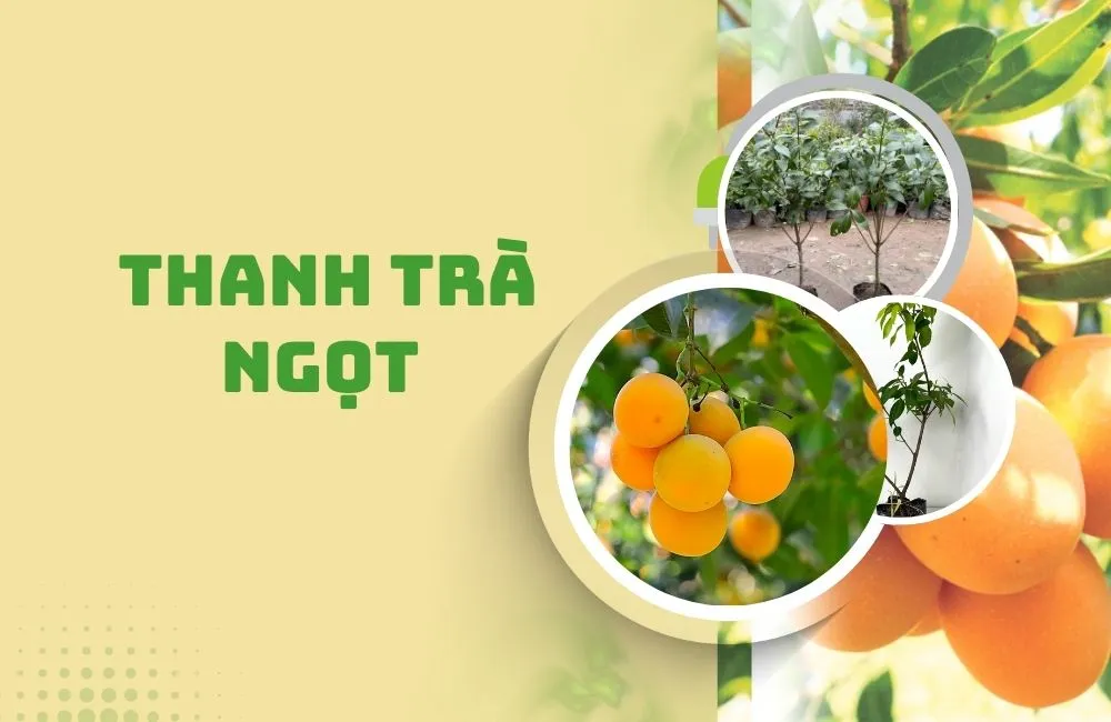 Thanh trà ngọt