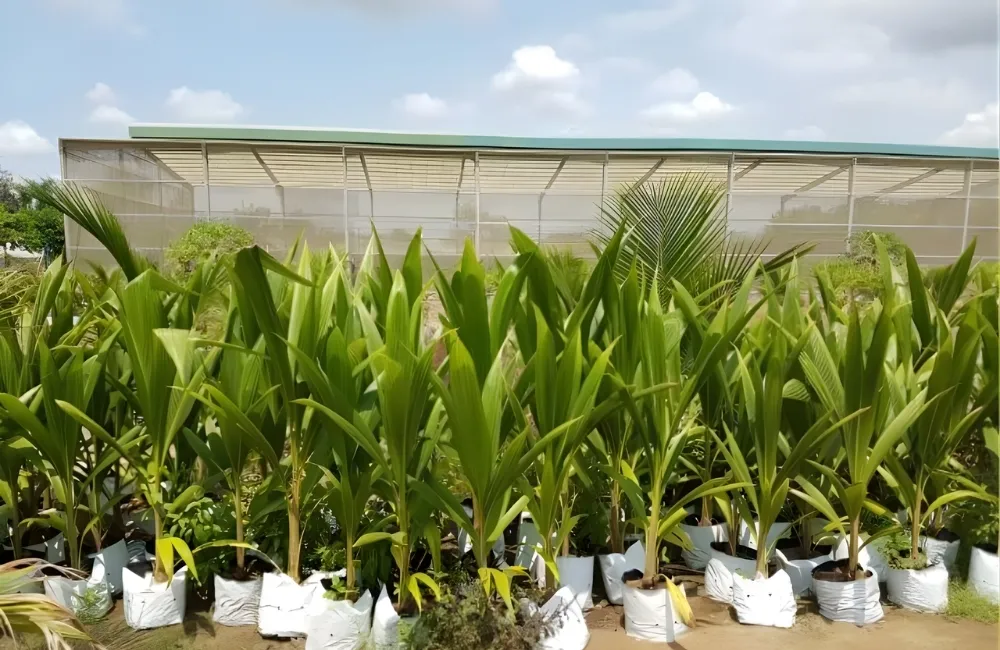 Những Lỗi Khi Thuần Và Chăm Sóc Dừa Sáp Vàng Cấy Mô