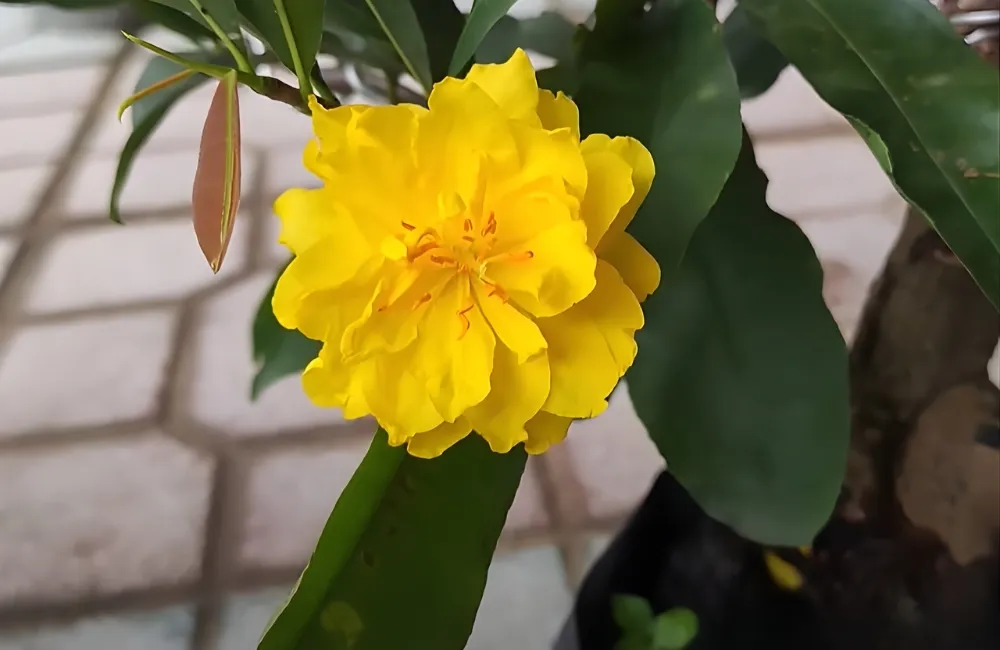 Những Lỗi Thường Gặp Khi Thuần Và Chăm Sóc Mai Cấy Mô