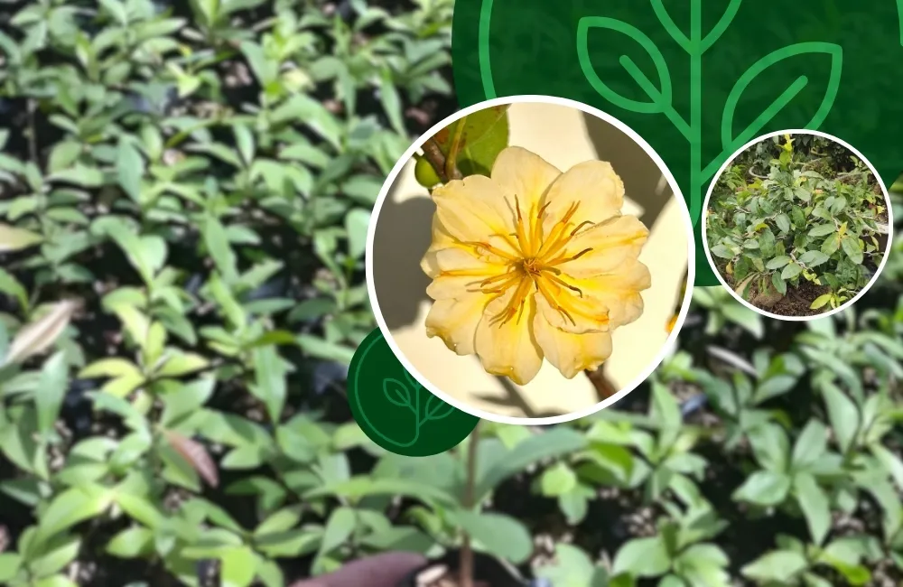 Mai Cúc Đổi Màu Cấy Mô Là Gì? Vì Sao Cần Thuần Cây Sau Khi Ra Chai