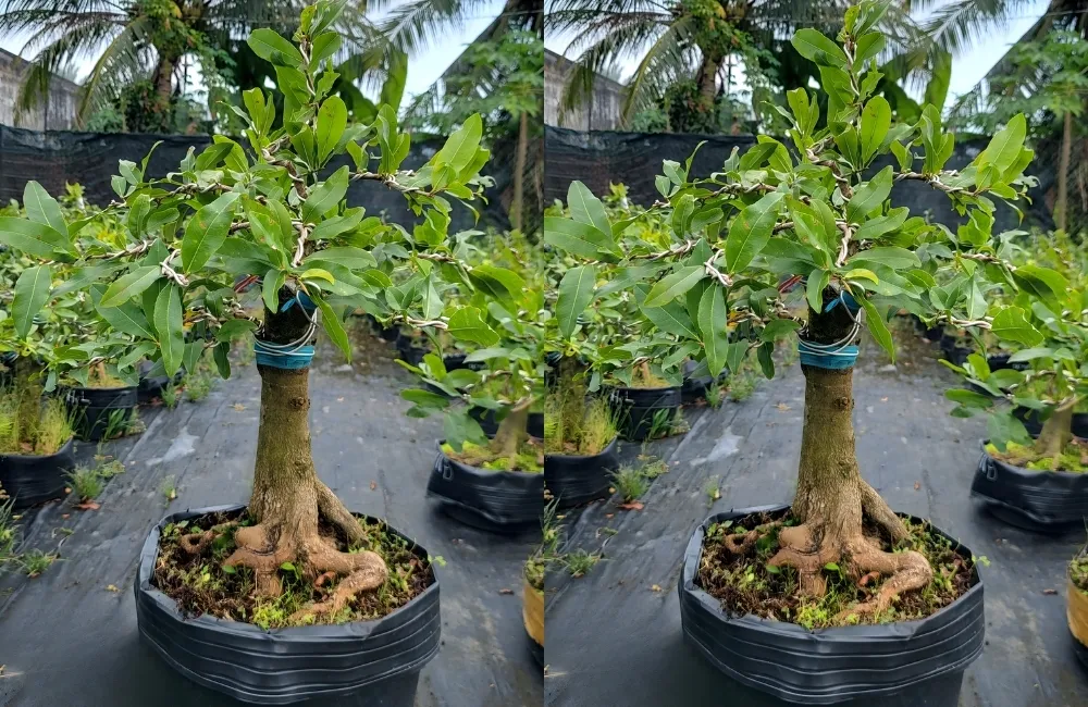 Kỹ thuật thuần mai cúc hoàng lộc cấy mô đúng cách