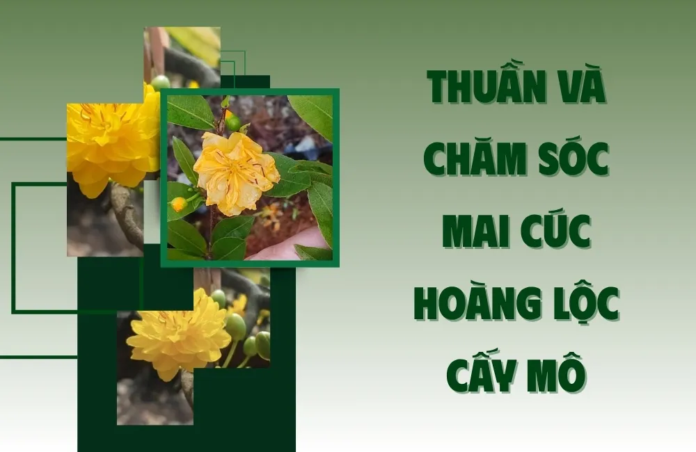 Đặc điểm cây mai cúc hoàng lộc cấy mô sau khi xuất vườn