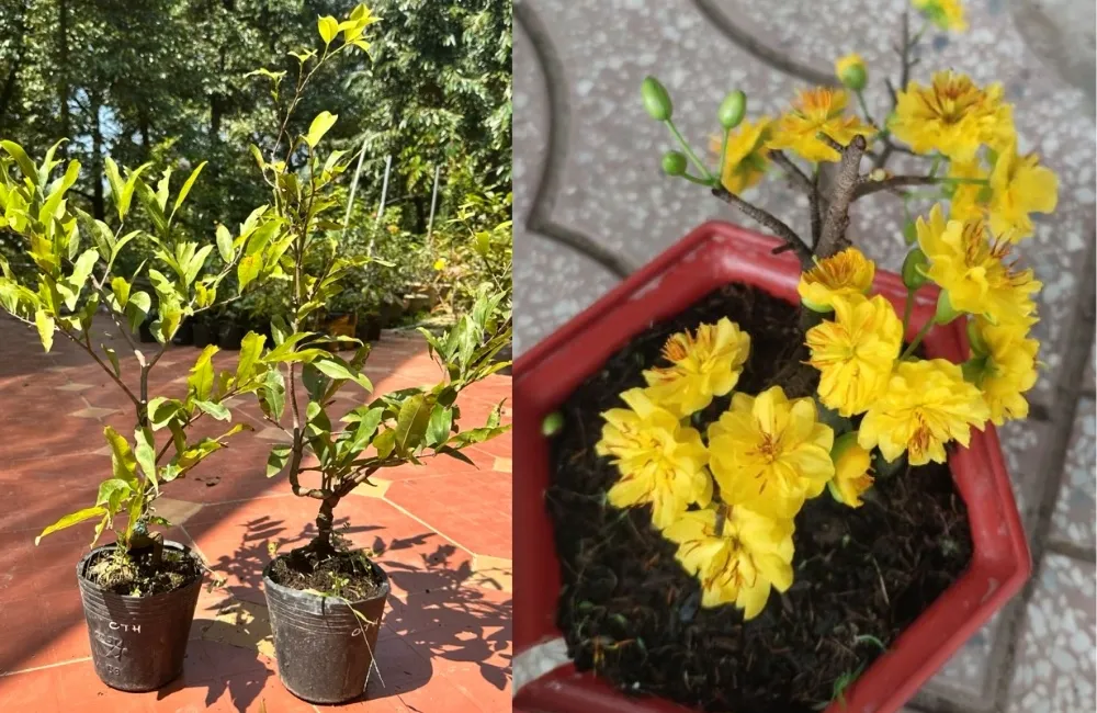 Cách Thuần Mai Cúc Thọ Hương Cấy Mô Đúng Kỹ Thuật