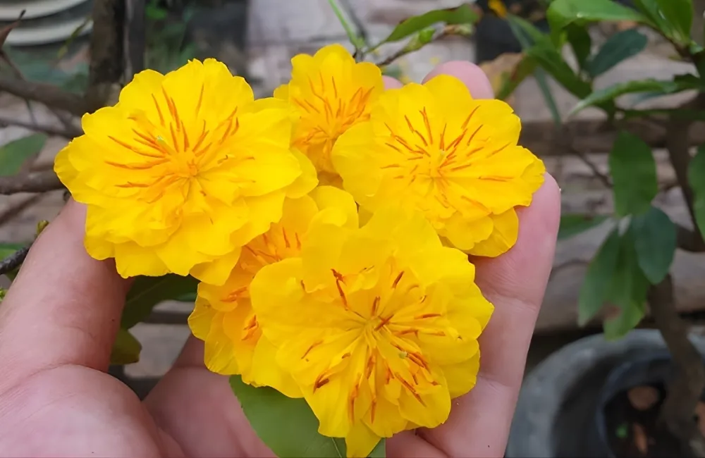 Những Lưu Ý Khi Trồng Mai Cúc Thọ Hương Cấy Mô