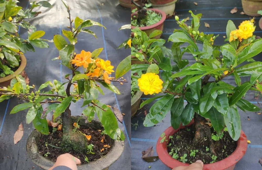 Kỹ thuật chăm sóc giúp mai cúc tường vy phát triển khỏe và ra hoa đẹp