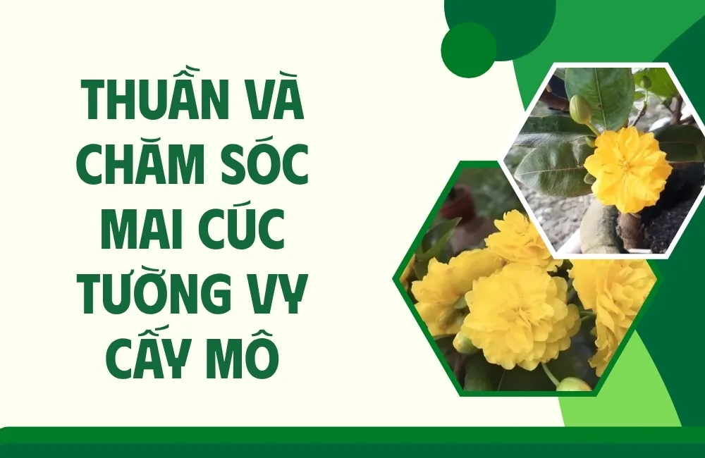 Thuần cây – bước chuyển quan trọng quyết định tỷ lệ sống