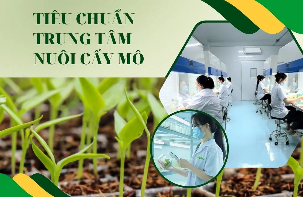 Tiêu chuẩn trung tâm nuôi cấy mô