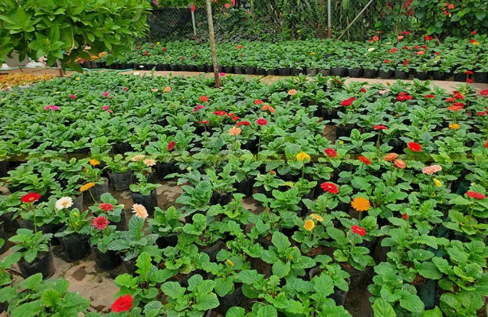 Trị bệnh trên cây hoa đồng tiền lùn