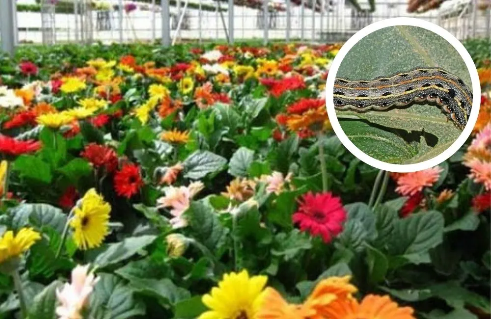 Trị bệnh trên cây hoa đồng tiền lùn