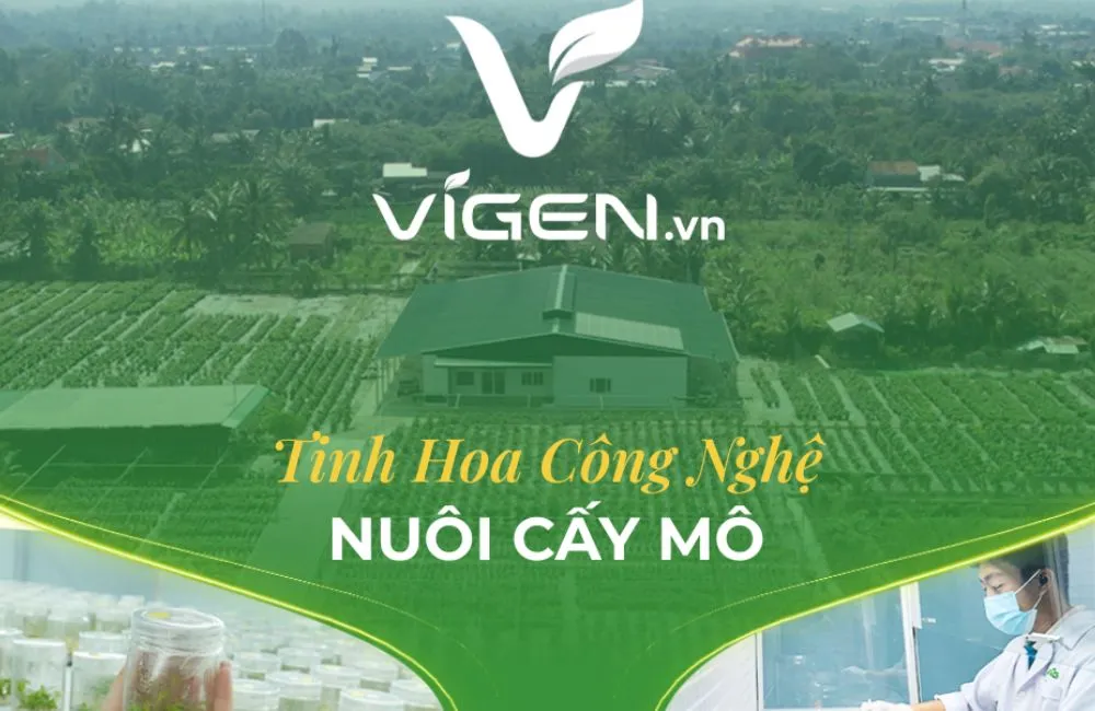 Trung tâm nuôi cấy mô lớn nhất Việt Nam