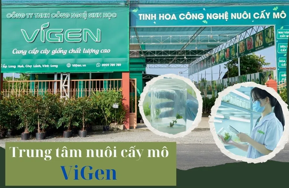 Trung tâm nuôi cấy mô ViGen
