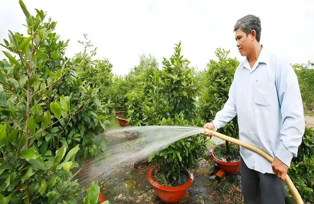 Tưới nước sông cho mai hay nước máy 