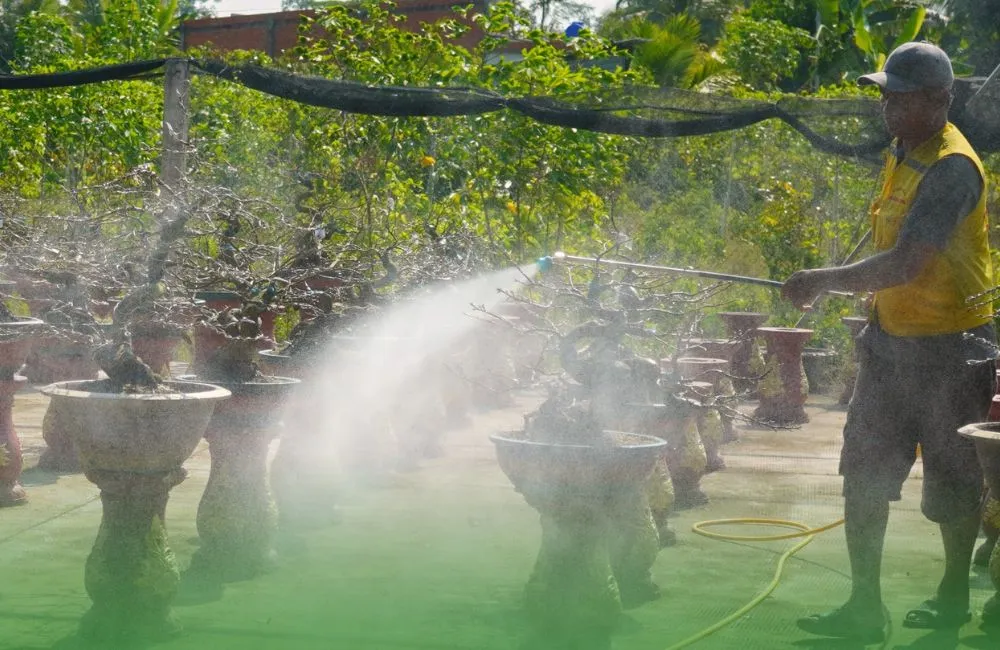 Tưới nước sông cho mai
