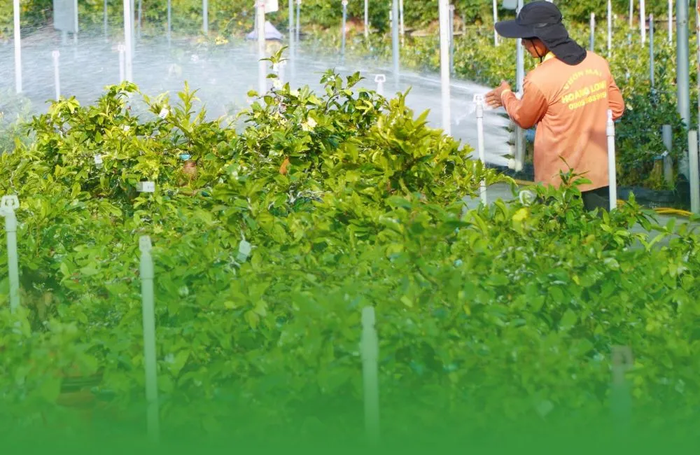 Tưới nước sông cho mai hay nước máy cho mai