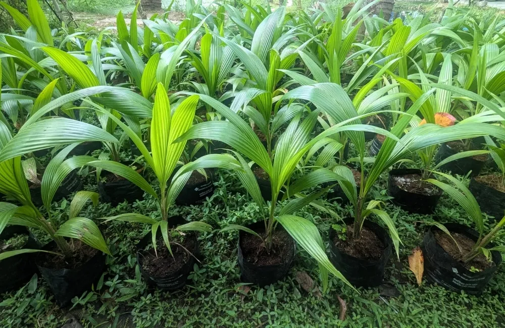 Ứng Dụng Của Dừa Sáp Vàng Trong Ẩm Thực