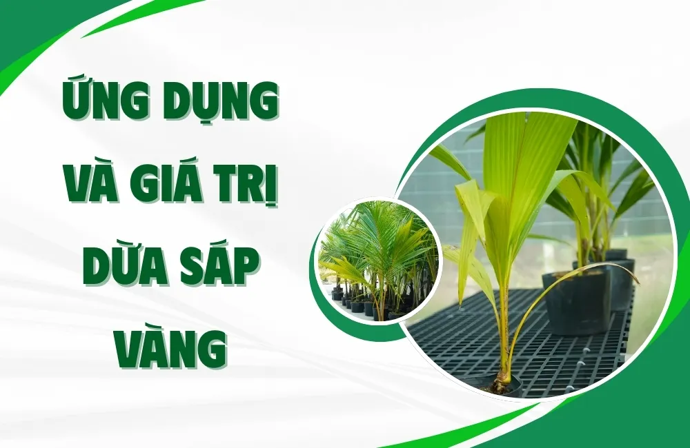 Dừa Sáp Vàng Là Gì?