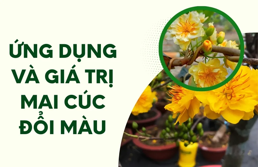Mai Cúc Đổi Màu Là Gì?