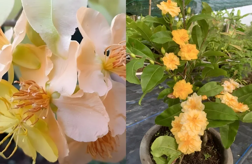 Ứng Dụng Của Mai Cúc Đổi Màu Trong Trang Trí Và Cảnh Quan