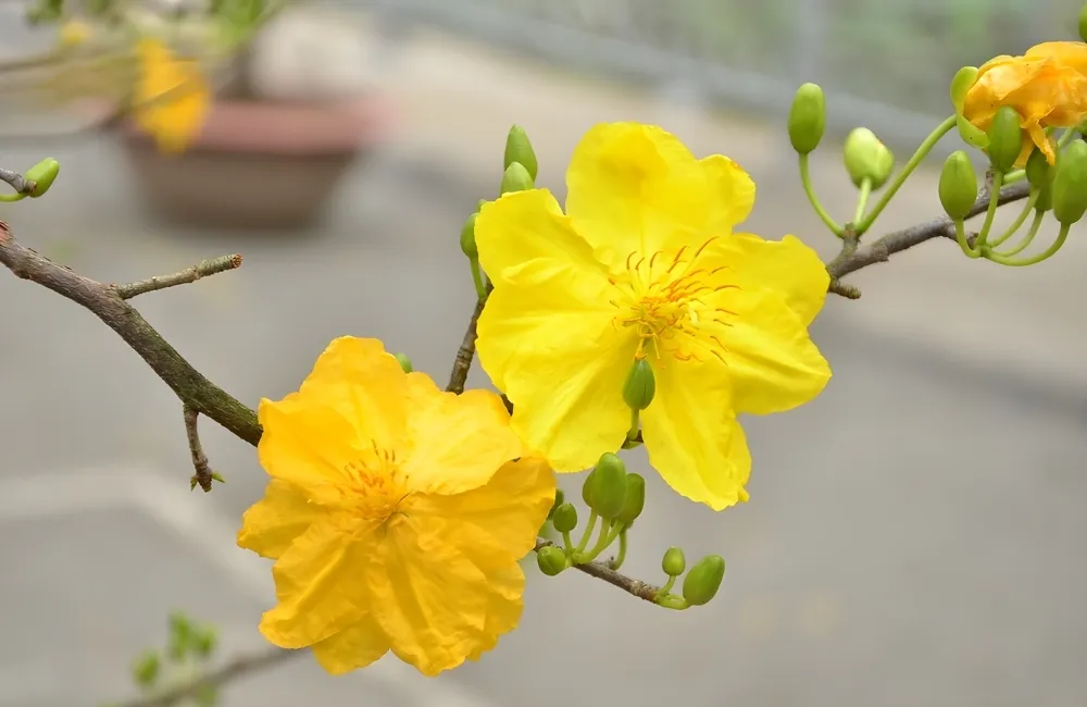 Vì Sao Mai Cúc Đổi Màu Cấy Mô Được Quan Tâm Hiện Nay