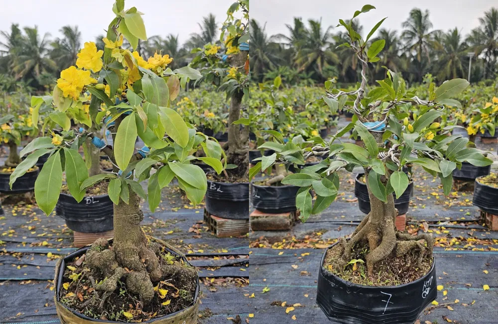 Giá trị thẩm mỹ và phong thủy mai cúc hoàng lộc