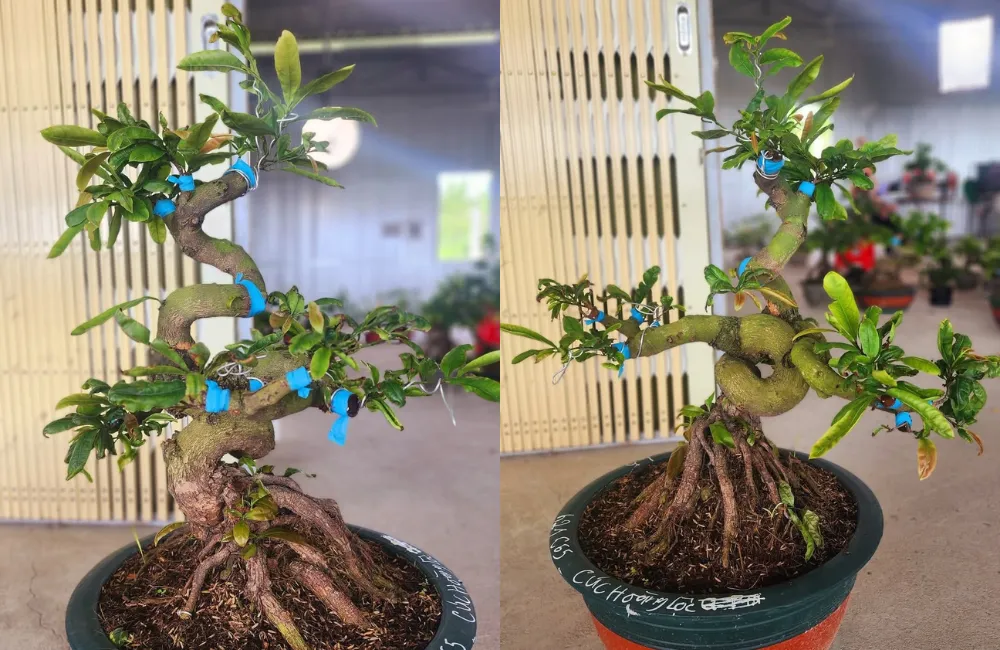 Tiềm năng phát triển của mai cúc hoàng lộc trong tương lai