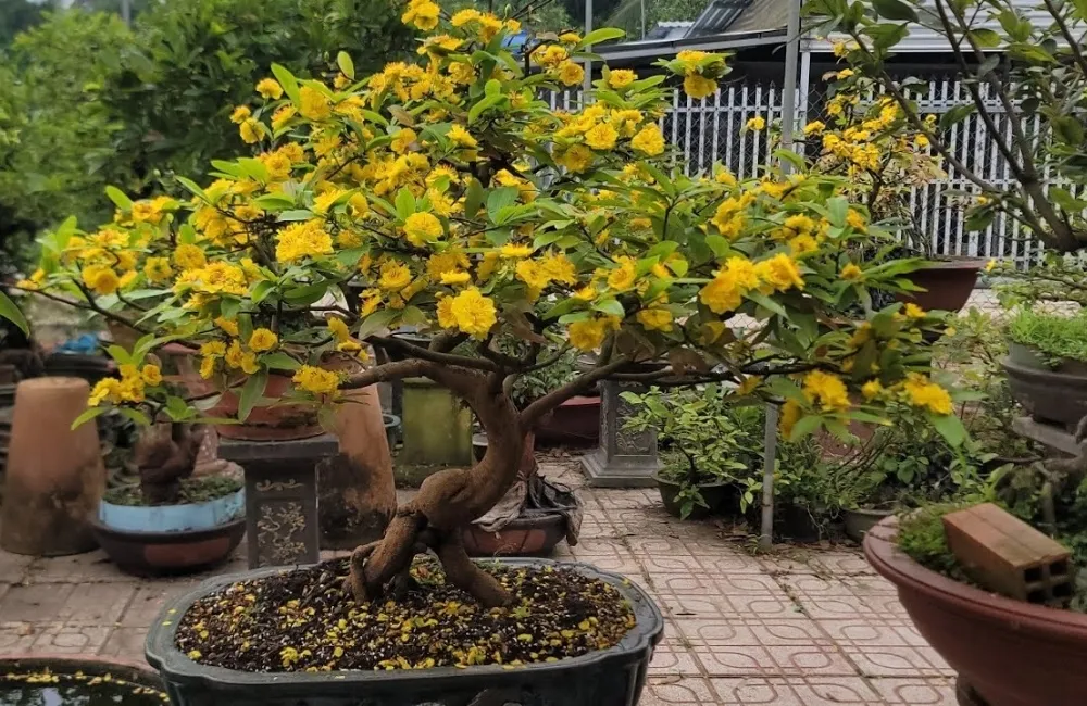 Ứng Dụng Của Mai Cúc Thọ Hương Trong Thực Tế