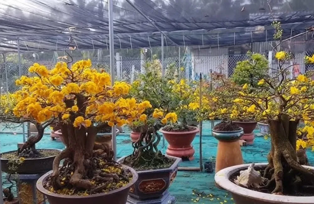 Vì Sao Mai Cúc Thọ Hương Cấy Mô Được Ưa Chuộng?