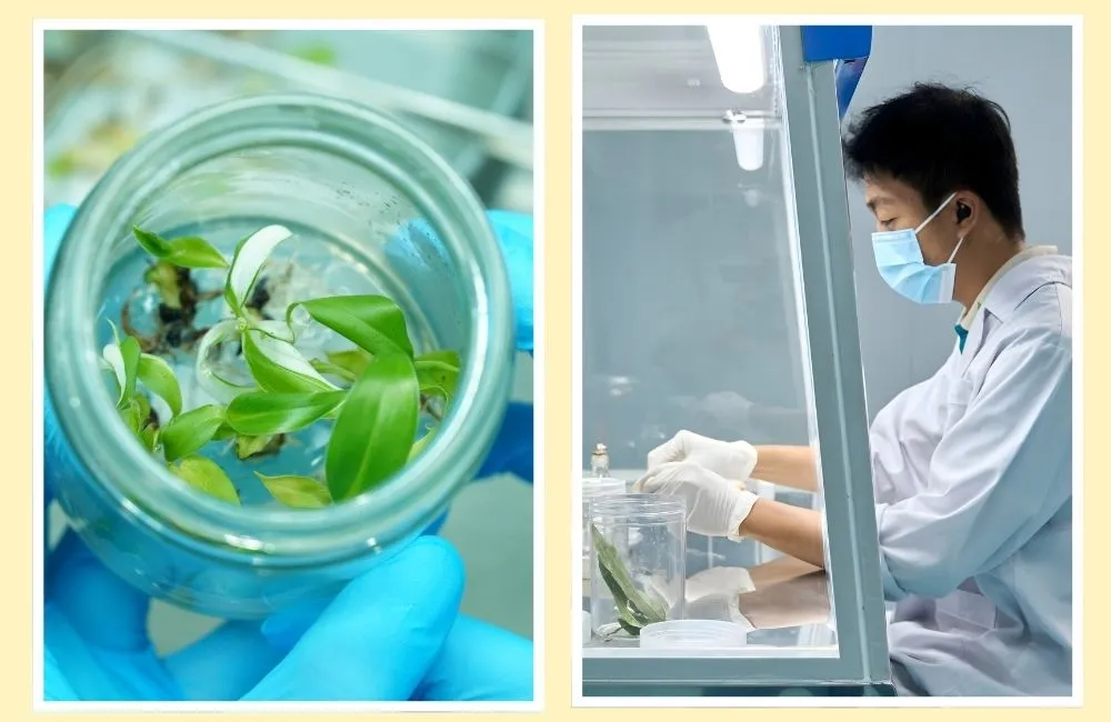 Ưu điểm của cây giống nuôi cấy mô